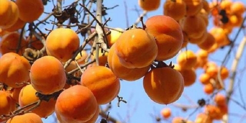 Šta se može napraviti od dragulja za zimu